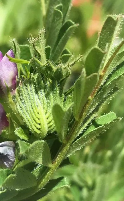 Seeds Legumes