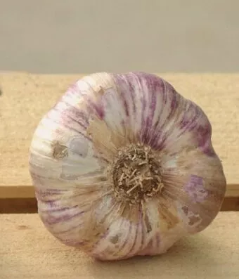 Germidour Garlic