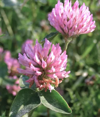 Περσικό Τριφύλλι (Trifolium Persicum)