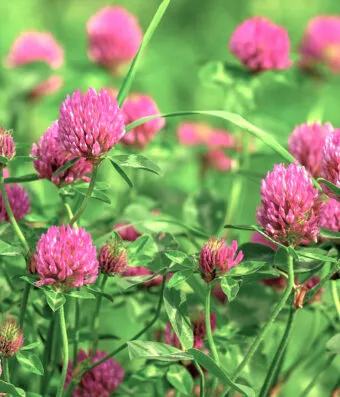 Trifolium Pratense