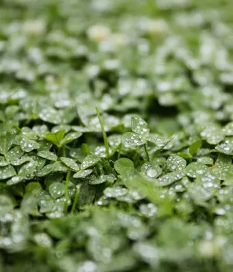 Trifolium Repens Huia