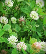 φυτό με ανθό Trifolium Repens Huia