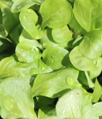 BABY LEAF (Small Salad Leaf)