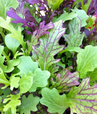 Baby Leaf Mix Salad