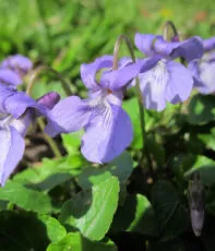 EDIBLE FLOWERS (ΕΔΩΔΙΜΑ ΑΝΘΗ) είναι βρώσιμα άνθη που είναι κατάλληλα για ανθρώπινη κατανάλωση