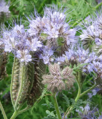 Phacelia Tanacetifolia (Bee Plant)