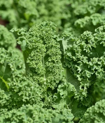 KALE NERO DI TOSCANA