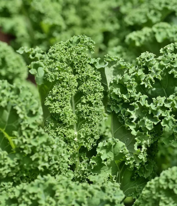 Κέιλ (kale) NERO DI TOSCANA