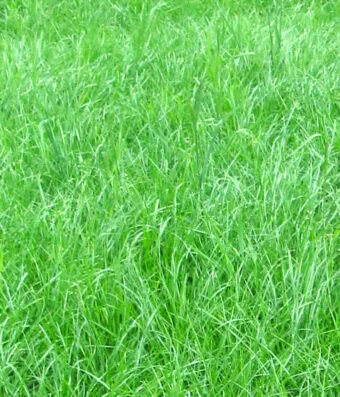 Don Gianni – Lolium Multiflorum Westerwoldicum Tetraploid Annual Ryegrass Variety