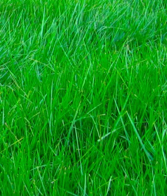 LEMNOS – High-Yielding Annual Ryegrass Variety