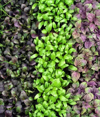 Micro greens (ΒΛΑΣΤΑΡΙΑ)