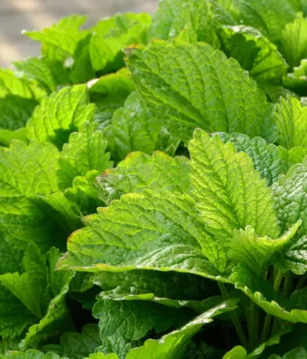 Lemon Balm (Melissa officinalis)