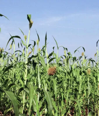 Fodder Sorghum NUTRI HONEY