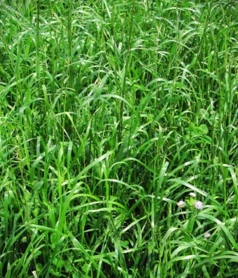 PASTURE –  Perennial Mix for General Use