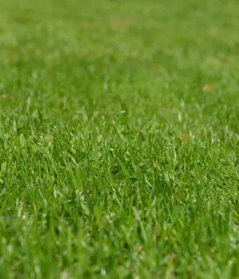 SOD TURF MIXTURE