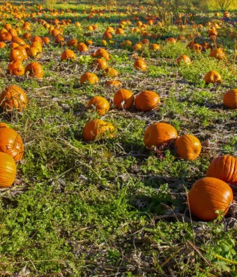 Pumpkin GOLIAS