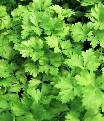 Parsley Italian Giant