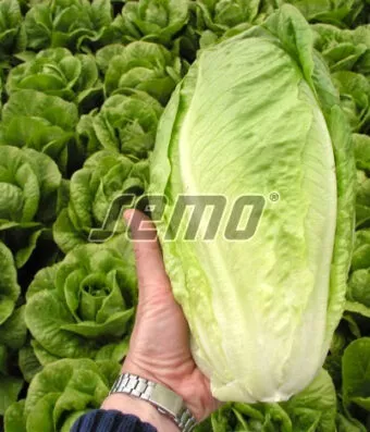 Romaine lettuce GELBUS