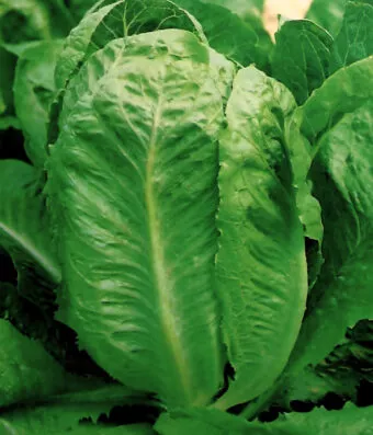 Romaine lettuce PARIS ISLAND COS