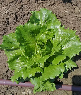 Lettuce ICEBERG MEDIMO