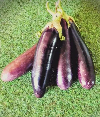 Eggplant LAGKADA