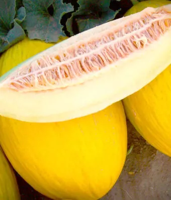 Melon YELLOW CANARIA