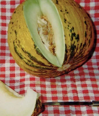 Melon THRAKIOTIKO