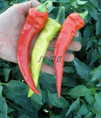 FIRE BOY (Long Green Hot Pepper)