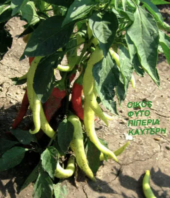 PEPPER Ierapetra (Long Green Hot Pepper)