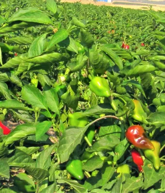 PEPPER KARDOULA (Heart-shaped Red Hot Pickling Pepper)