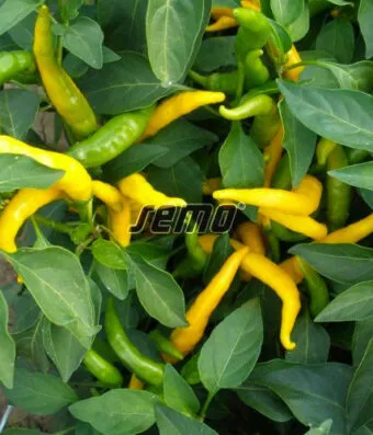 PEPPER KRISTIAN (Chili Yellow)