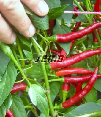 PEPPER CHILI DAMIAN (Chili Red)