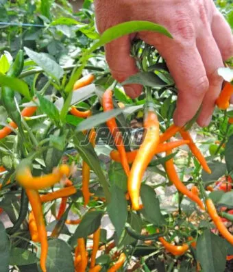 PEPPER KILIAN (Chili Orange)