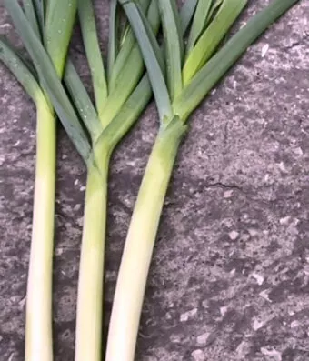 LEEK DI DELFT