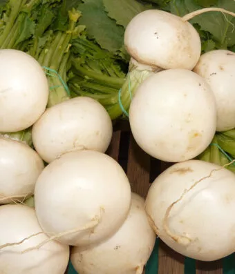 round turnip White PALLA DI NEVE