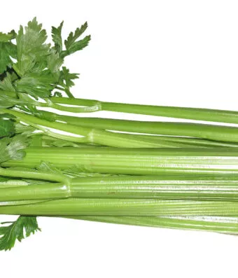 CELERY PASCAL (Leaf)