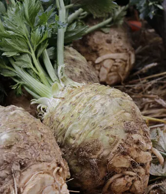 Celeriac PRAGA GIANT