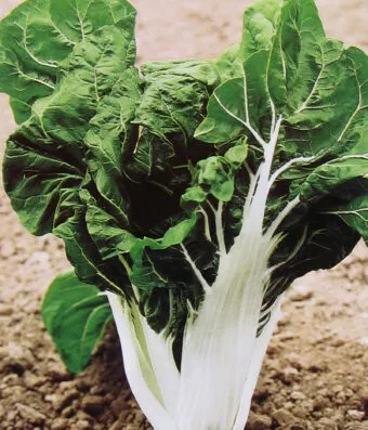 WHITE SWISS CHARD BIONDA A COSTA ARGENTATA 2