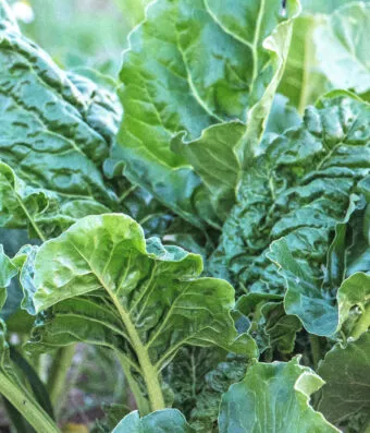 GREEN SWISS CHARD LISCIA VERDE DA TAGLIO