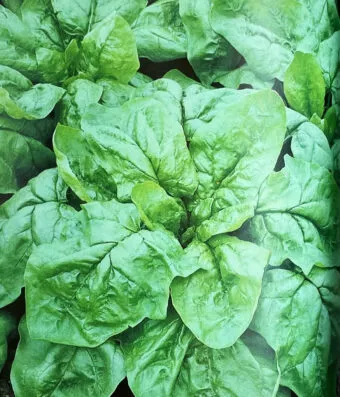 Spinach GIGANTE DE INVERNO (Fall/Winter)