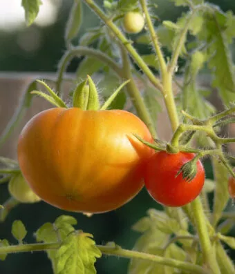 SAINT PIERRE TOMATO