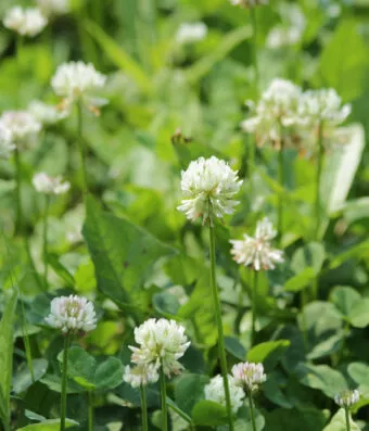 Αλεξανδρινό Τριφύλλι (Trifolium Alexandrinum)