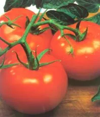 Ντομάτα OPTIMA F1 tomato